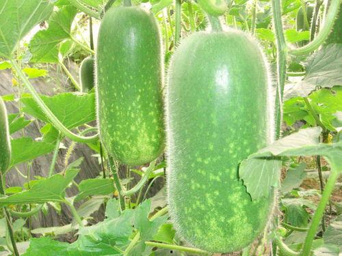 熱門大瓜往期內(nèi)容,那些你不知道的內(nèi)幕與真相